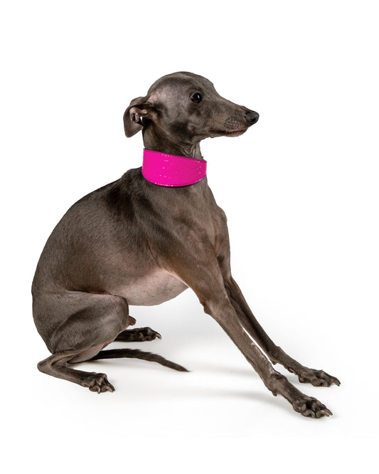 Campania Reversible Dog Collar - UnoRuben