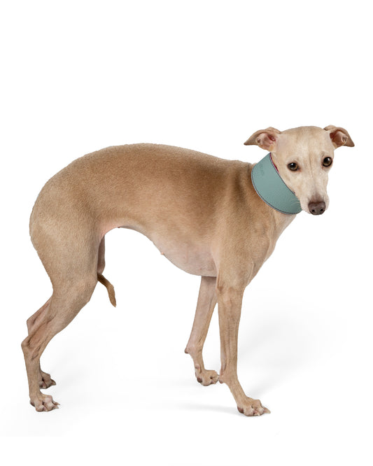 Toscana Reversible Dog Collar - UnoRuben