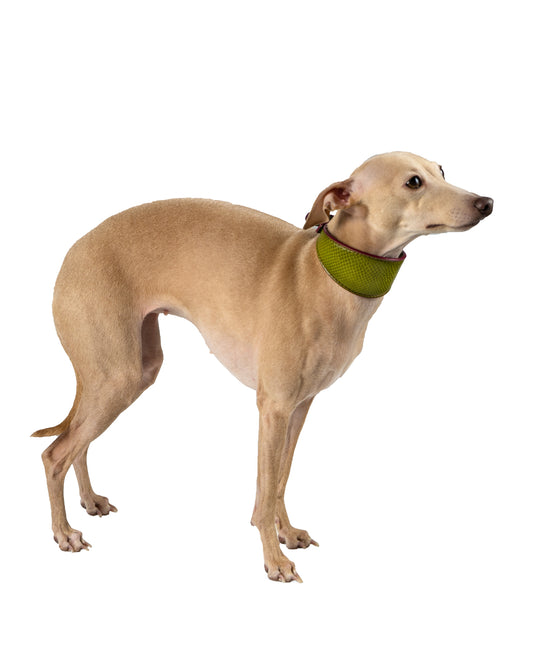 Liguria Reversible Dog Collar - UnoRuben