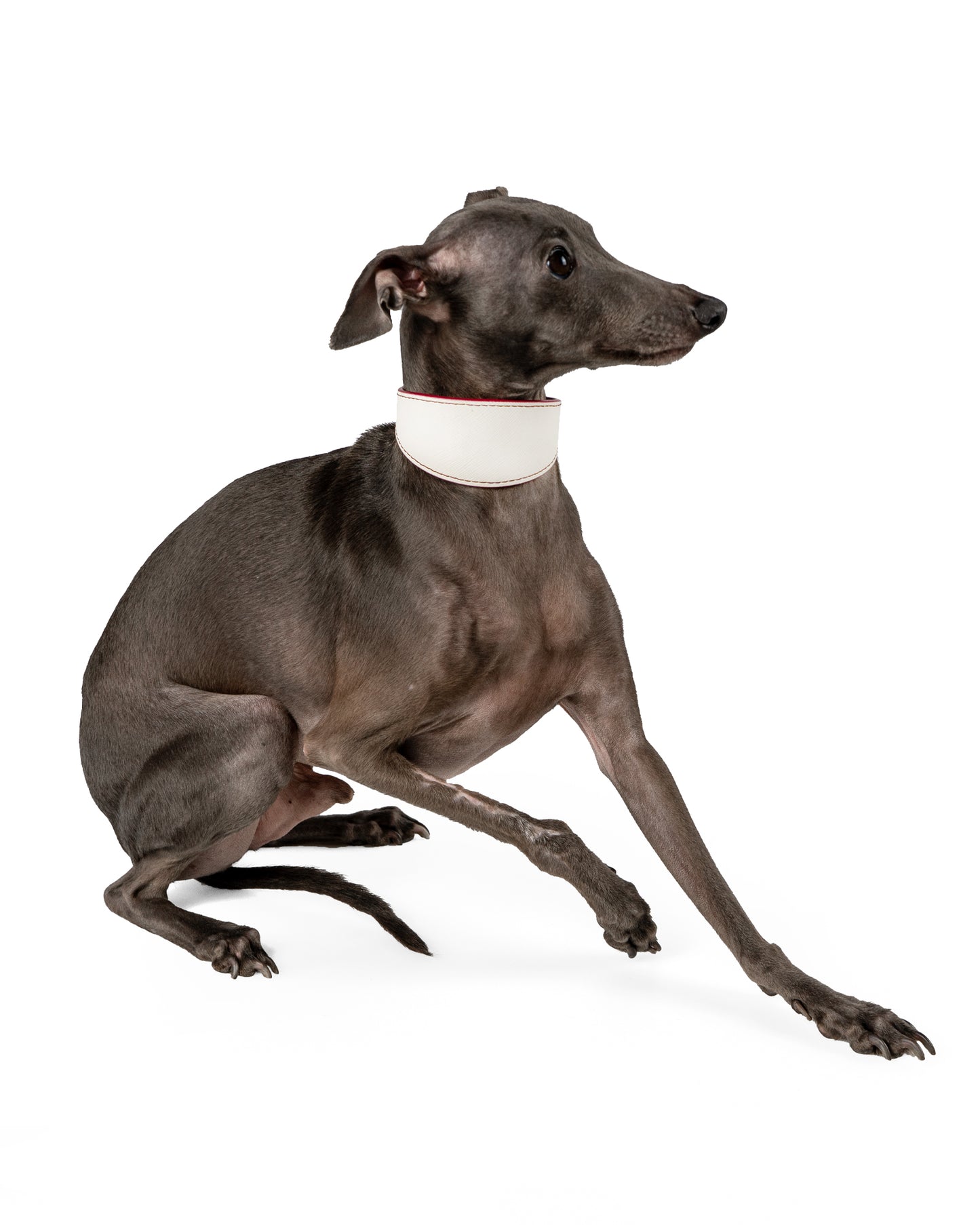 Lazio Reversible Dog Collar - UnoRuben