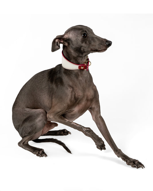 Lazio Reversible Dog Collar - UnoRuben