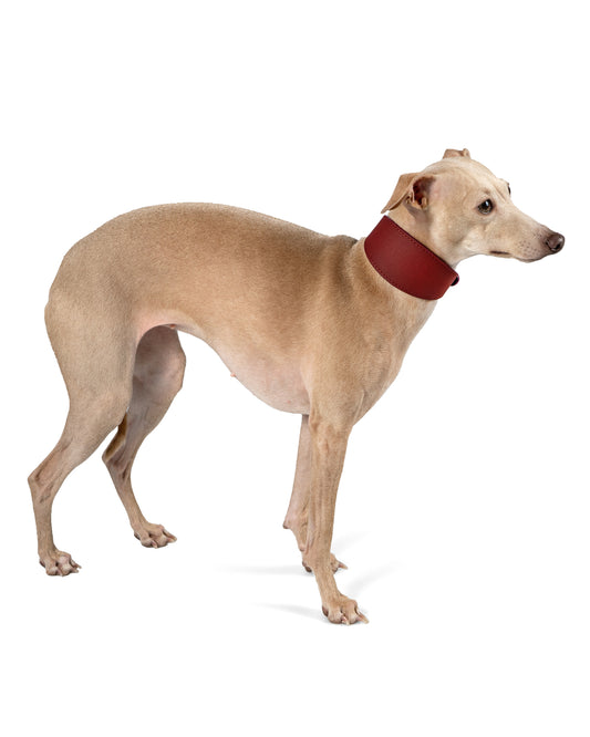 Abruzzo Reversible Dog Collar - UnoRuben