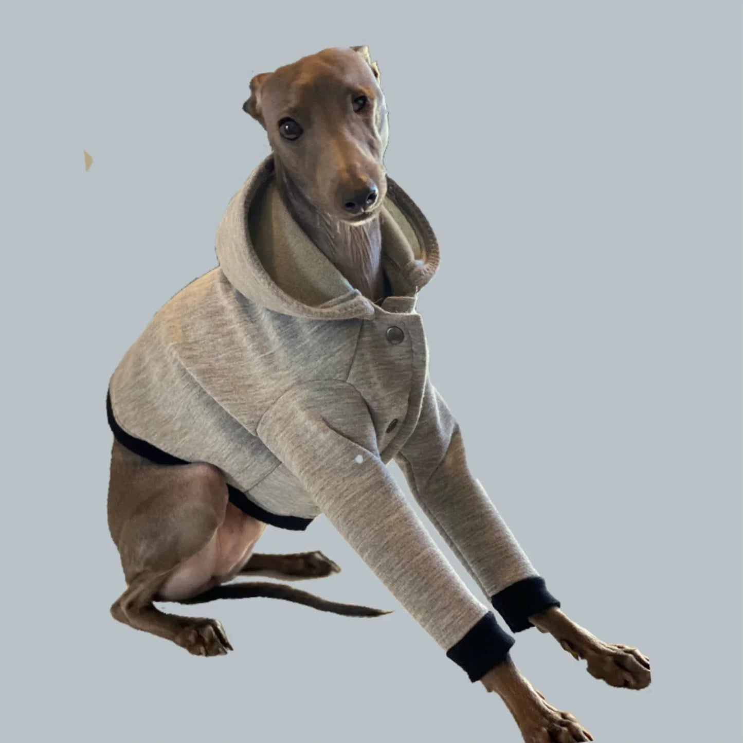 City Jogger Grey Italian Greyhound Hoodie - UnoRuben