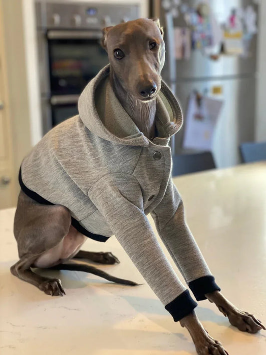 City Jogger Grey Italian Greyhound Hoodie - UnoRuben
