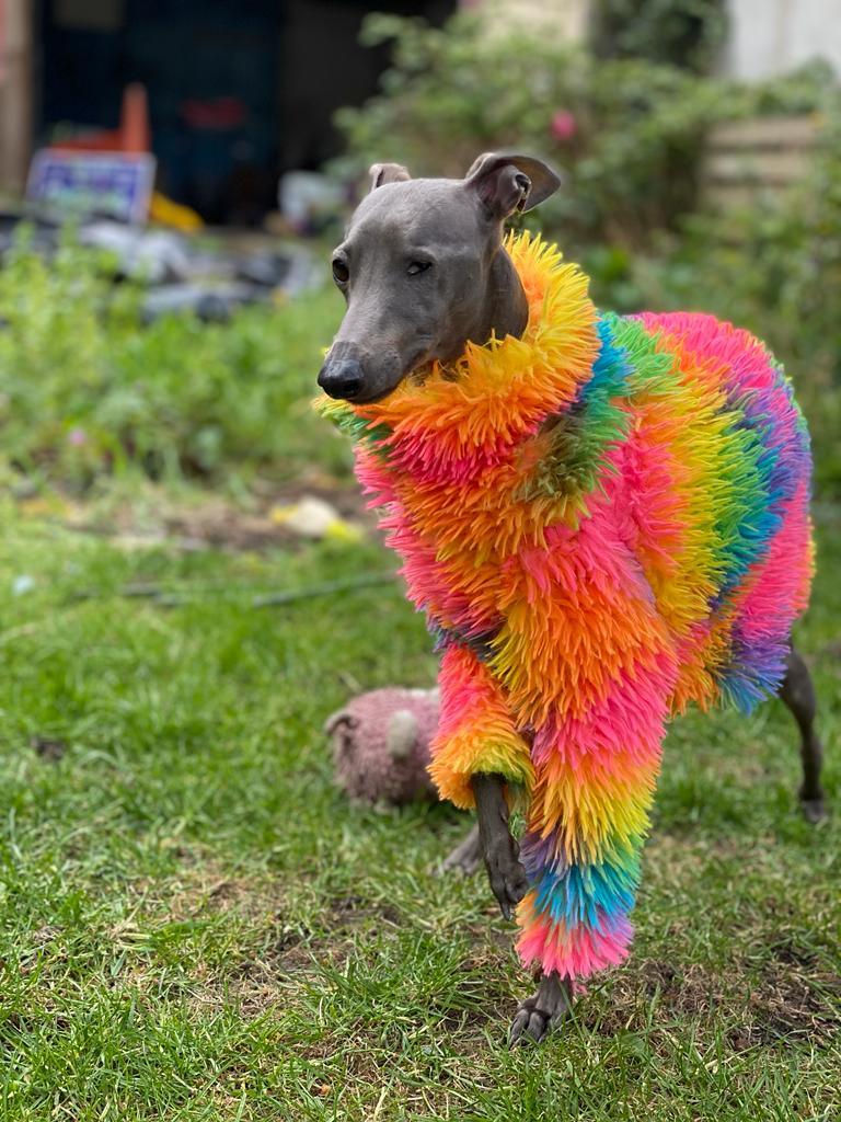 The Rainbow Top - UnoRuben