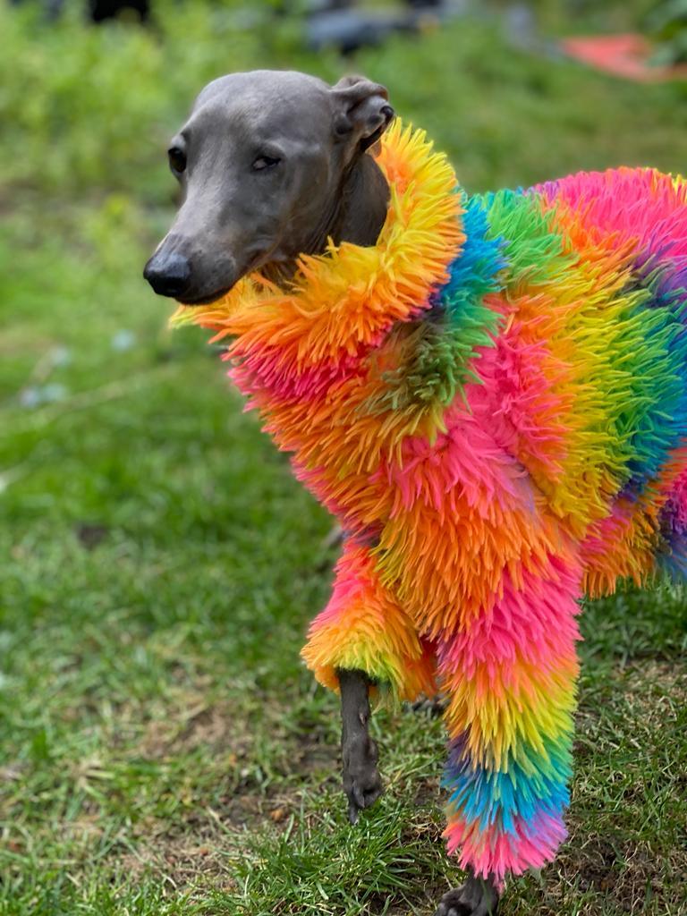 The Rainbow Top - UnoRuben