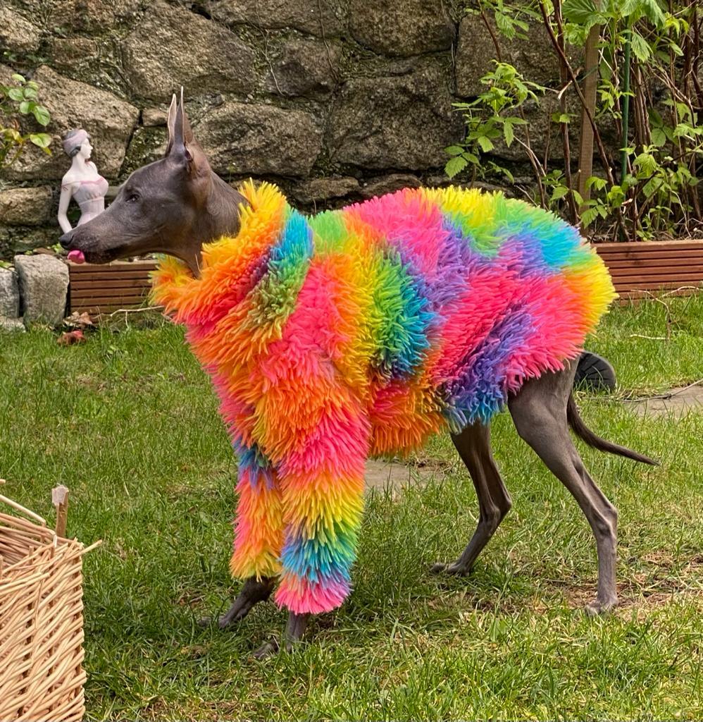 The Rainbow Top - UnoRuben