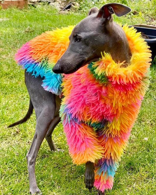 The Rainbow Top - UnoRuben