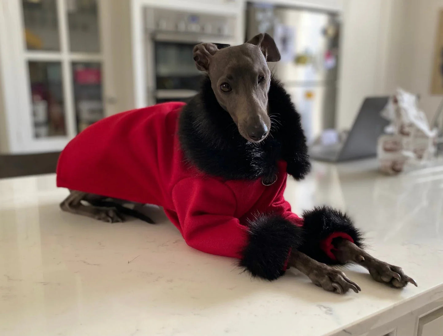 Red Passion Coat - UnoRuben
