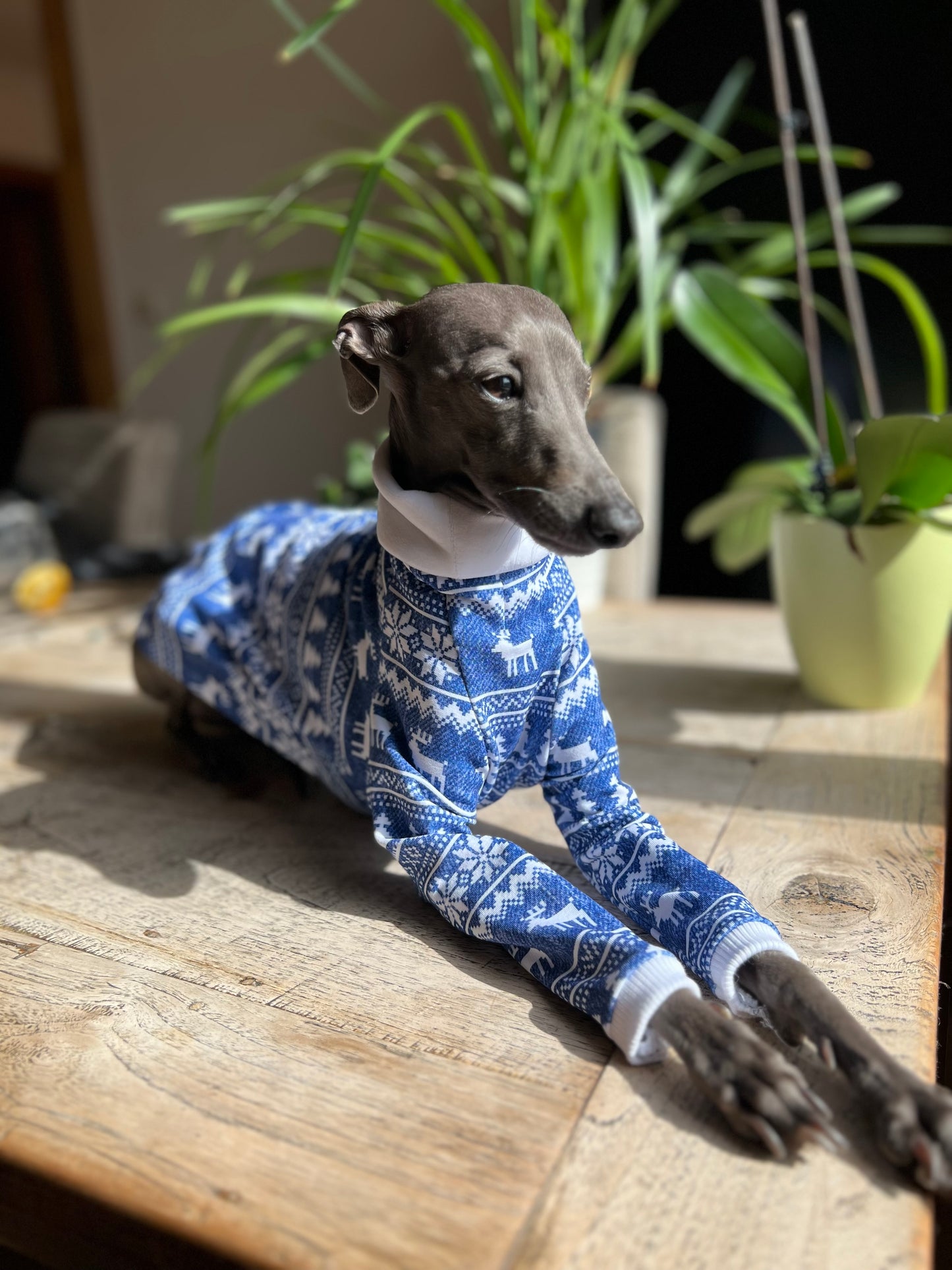 Blue reindeer Christmas top