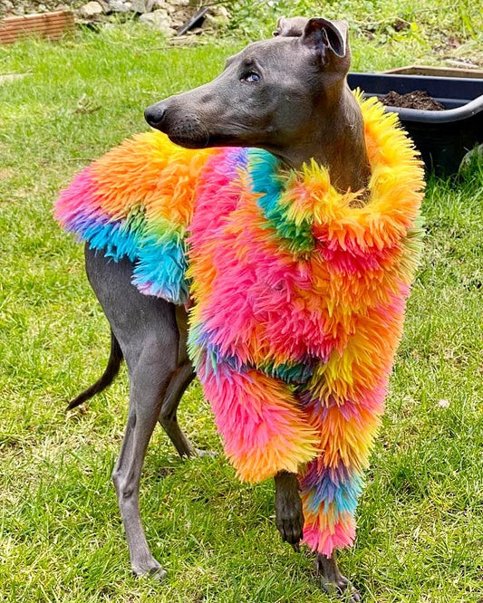 The Rainbow Top