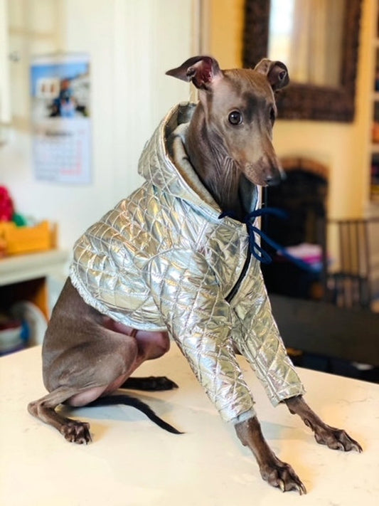 Italian Greyhound Handmade Metallic Silver Bomber Jacket